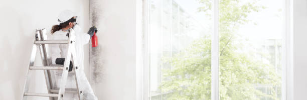 Best Water Damage & Mold Remediation  in Falcon Heights, MN